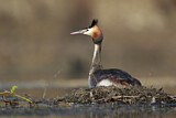 Image. Great Crested Grebe