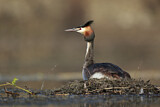 Image. Great Crested Grebe