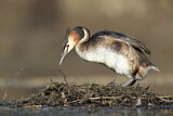 Image. Great Crested Grebe