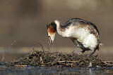 Image. Great Crested Grebe