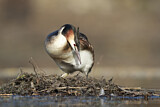 Image. Great Crested Grebe