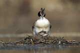 Image. Great Crested Grebe