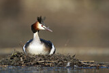 Image. Great Crested Grebe