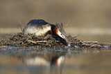 Image. Great Crested Grebe
