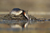 Image. Great Crested Grebe
