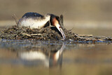 Image. Great Crested Grebe