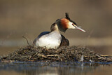 Image. Great Crested Grebe