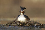 Image. Great Crested Grebe