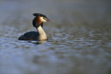 Image. Great Crested Grebe