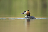 Image. Great Crested Grebe