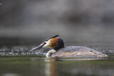 Image. Great Crested Grebe