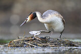 Image. Great Crested Grebe