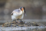 Image. Great Crested Grebe