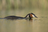 Image. Great Crested Grebe