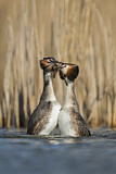 Image. Great Crested Grebe