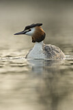 Image. Great Crested Grebe