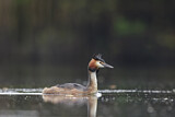 Image. Great Crested Grebe