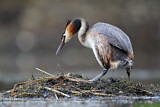 Image. Great Crested Grebe