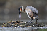 Image. Great Crested Grebe
