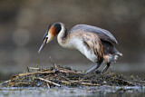 Image. Great Crested Grebe