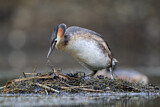 Image. Great Crested Grebe
