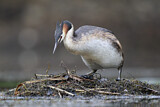 Image. Great Crested Grebe