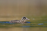 Image. Great Crested Grebe