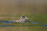 Image. Great Crested Grebe