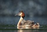 Image. Great Crested Grebe