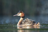 Image. Great Crested Grebe