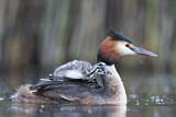 Image. Great Crested Grebe