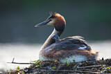 Image. Great Crested Grebe