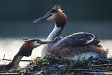 Image. Great Crested Grebe