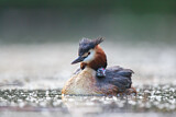 Image. Great Crested Grebe