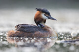 Image. Great Crested Grebe
