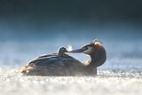 Image. Great Crested Grebe