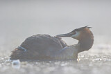 Image. Great Crested Grebe
