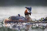 Image. Great Crested Grebe