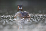 Image. Great Crested Grebe