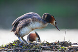 Image. Great Crested Grebe