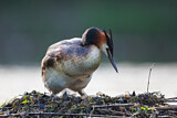 Image. Great Crested Grebe
