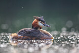 Image. Great Crested Grebe