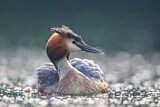 Image. Great Crested Grebe