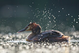 Image. Great Crested Grebe