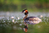 Image. Great Crested Grebe
