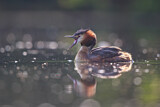 Image. Great Crested Grebe