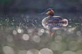 Image. Great Crested Grebe