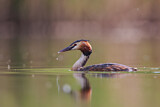 Image. Great Crested Grebe