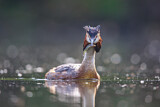 Image. Great Crested Grebe