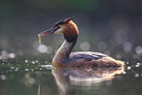 Image. Great Crested Grebe